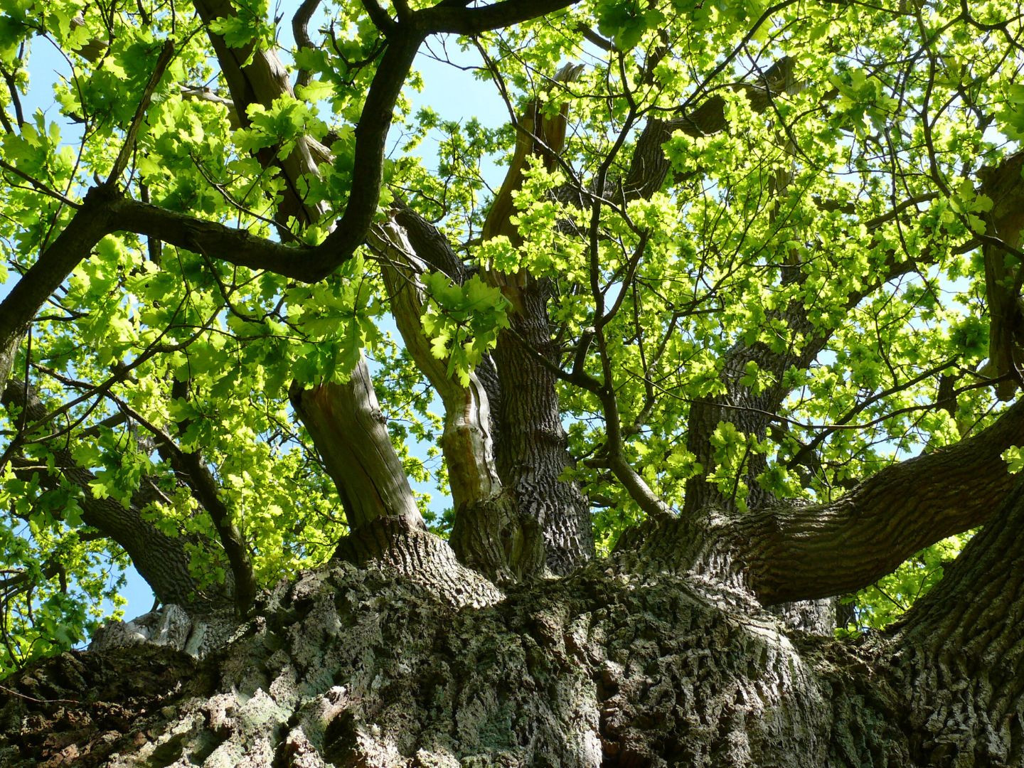 Familien- und Freundschaftsbäume im Ruhewald Bossee – gemeinsamer Erinnerungsort für Angehörige und Freunde unter alten Buchen zwischen Kiel und Rendsburg.