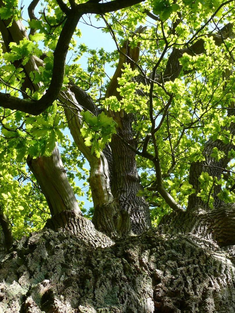 Familien- und Freundschaftsbäume im Ruhewald Bossee – gemeinsamer Erinnerungsort für Angehörige und Freunde unter alten Buchen zwischen Kiel und Rendsburg.