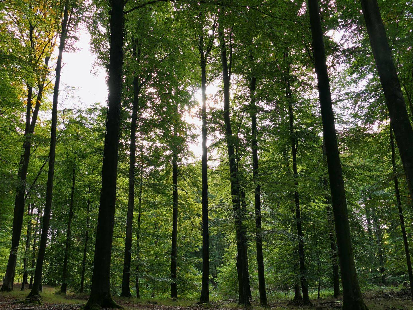 Gemeinschaftsbäume im Ruhewald Bossee – naturnahe Bestattungsart zwischen Kiel und Rendsburg als friedvolle Alternative zur klassischen Grabstätte aus Stein.