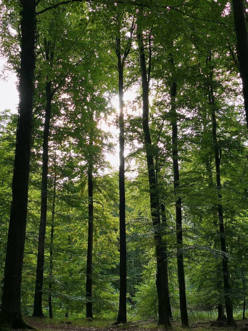 Gemeinschaftsbäume im Ruhewald Bossee – naturnahe Bestattungsart zwischen Kiel und Rendsburg als friedvolle Alternative zur klassischen Grabstätte aus Stein.