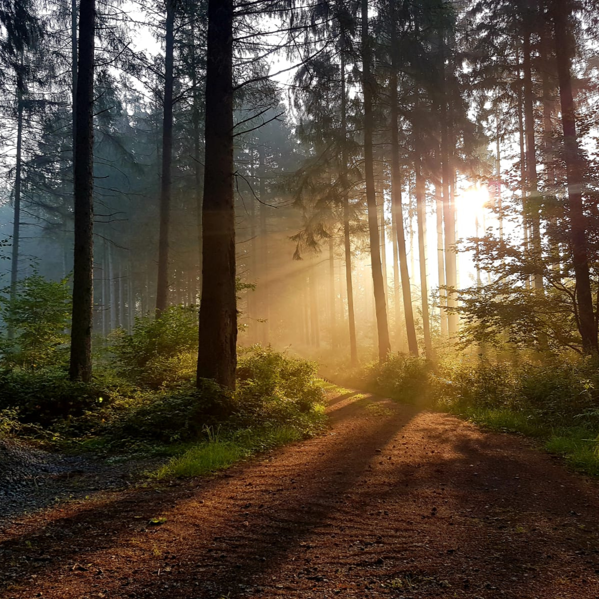 Blick in den Ruhewald Bossee im Naturpark Westensee – Ort für Waldbestattungen als Alternative zur See- oder Friedhofsbestattung.