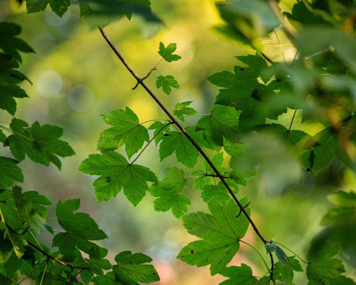 Bergahorn im Ruhewald Bossee – Baumgrab für Menschen, die ihre letzte Ruhestätte vorausschauend und naturverbunden planen möchten.