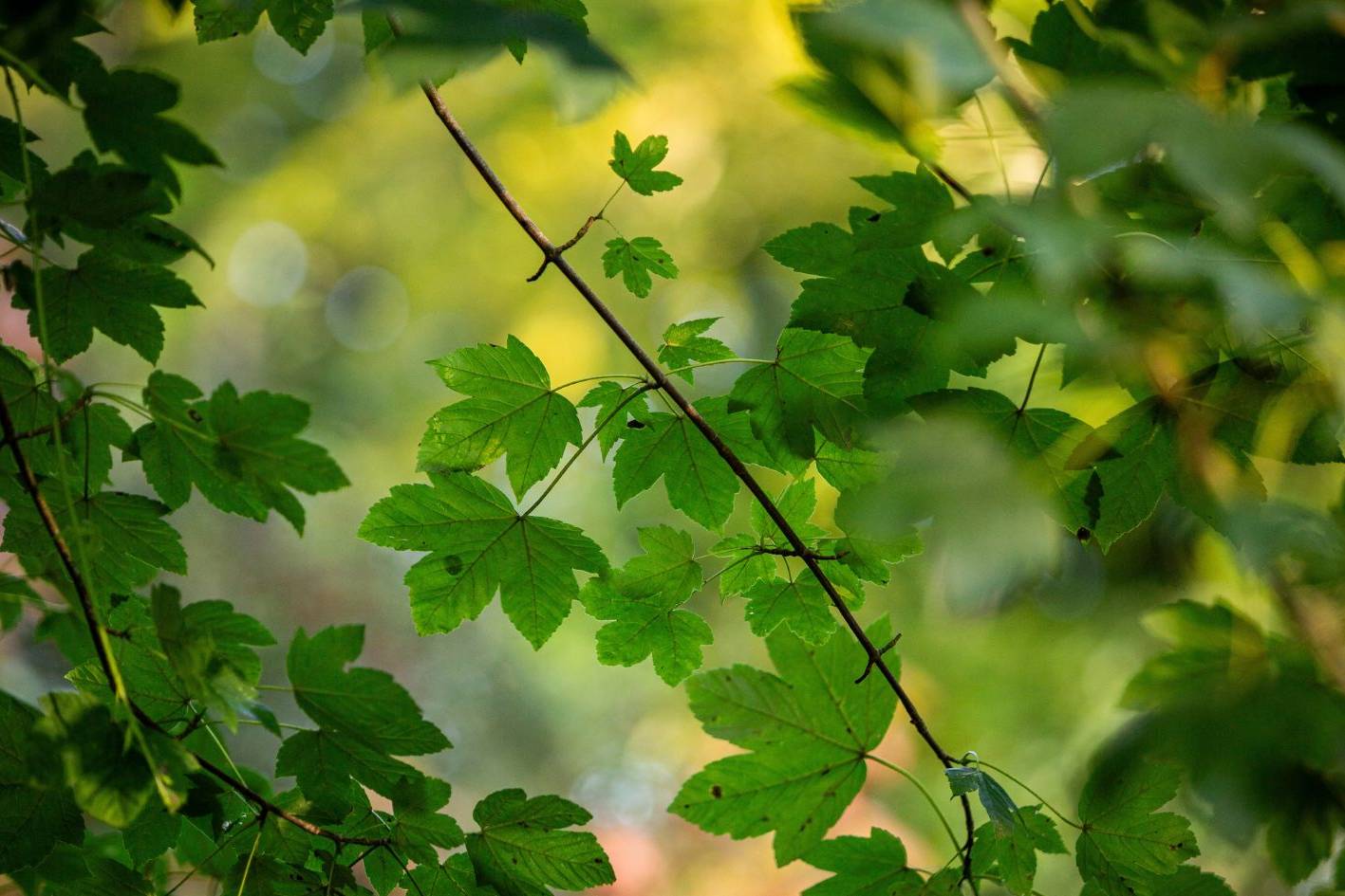 Bergahorn im Ruhewald Bossee – Baumgrab für Menschen, die ihre letzte Ruhestätte vorausschauend und naturverbunden planen möchten.