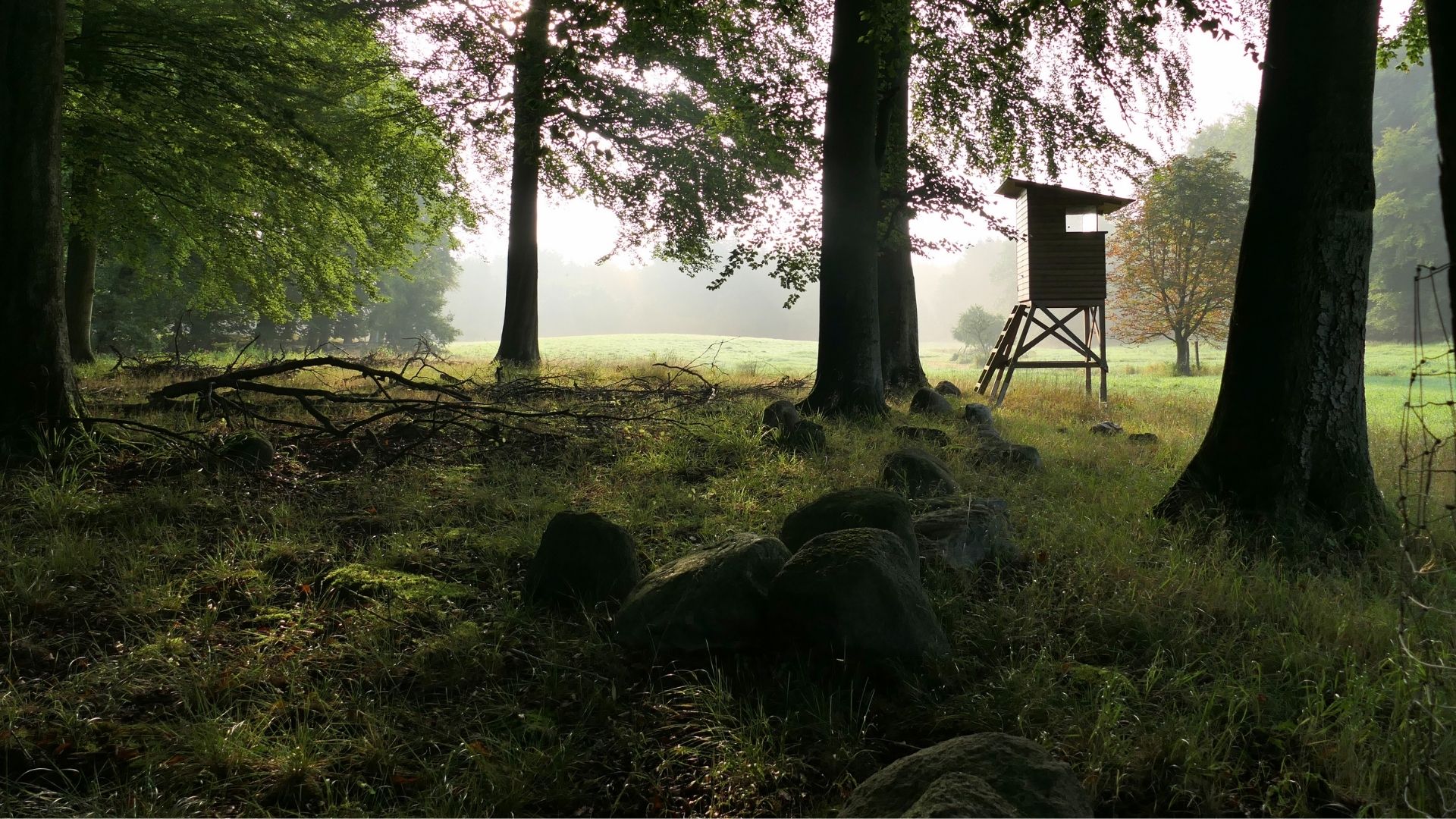 Titelbild Wald Beastttungsvorsorge