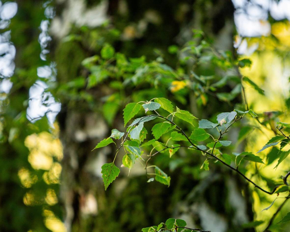 Baumbestattung unter einer hellen Birke im Ruhewald Bossee – naturverbundene Alternative zu Friedwald und Ruheforst in Schleswig-Holstein.