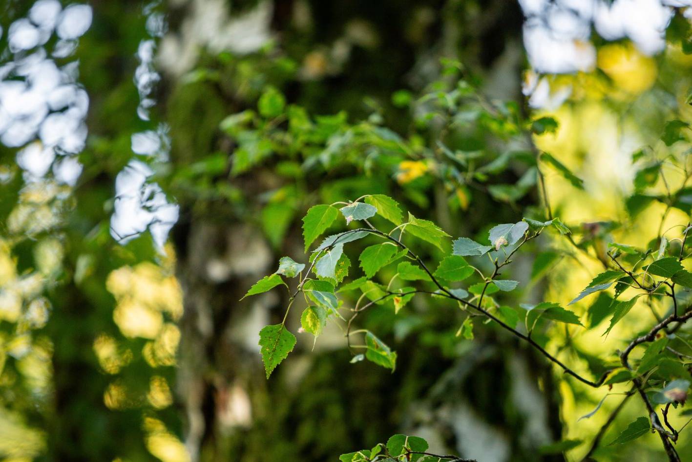 Baumbestattung unter einer hellen Birke im Ruhewald Bossee – naturverbundene Alternative zu Friedwald und Ruheforst in Schleswig-Holstein.