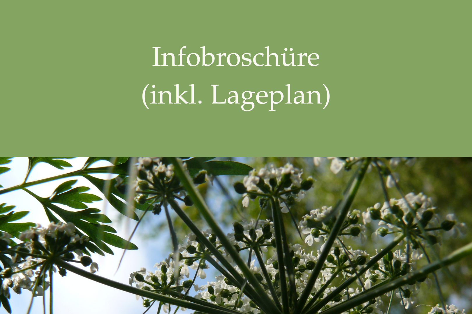 Dokument Infobroschüre