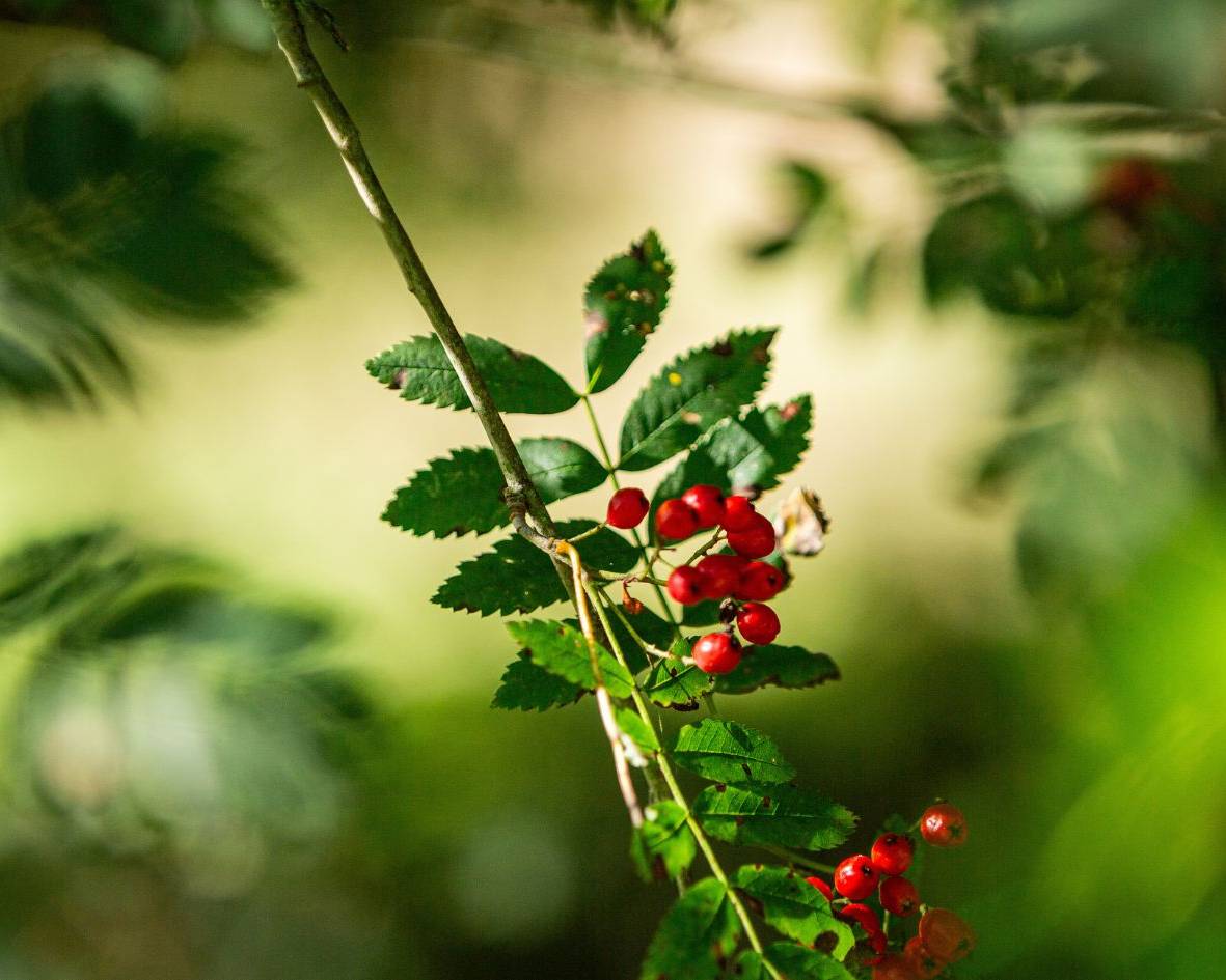 Ebereschenhain im Ruhewald Bossee – persönliche Baumgrabstätte in der Natur, inspiriert von Friedwald und Ruheforst, aber regional geführt.