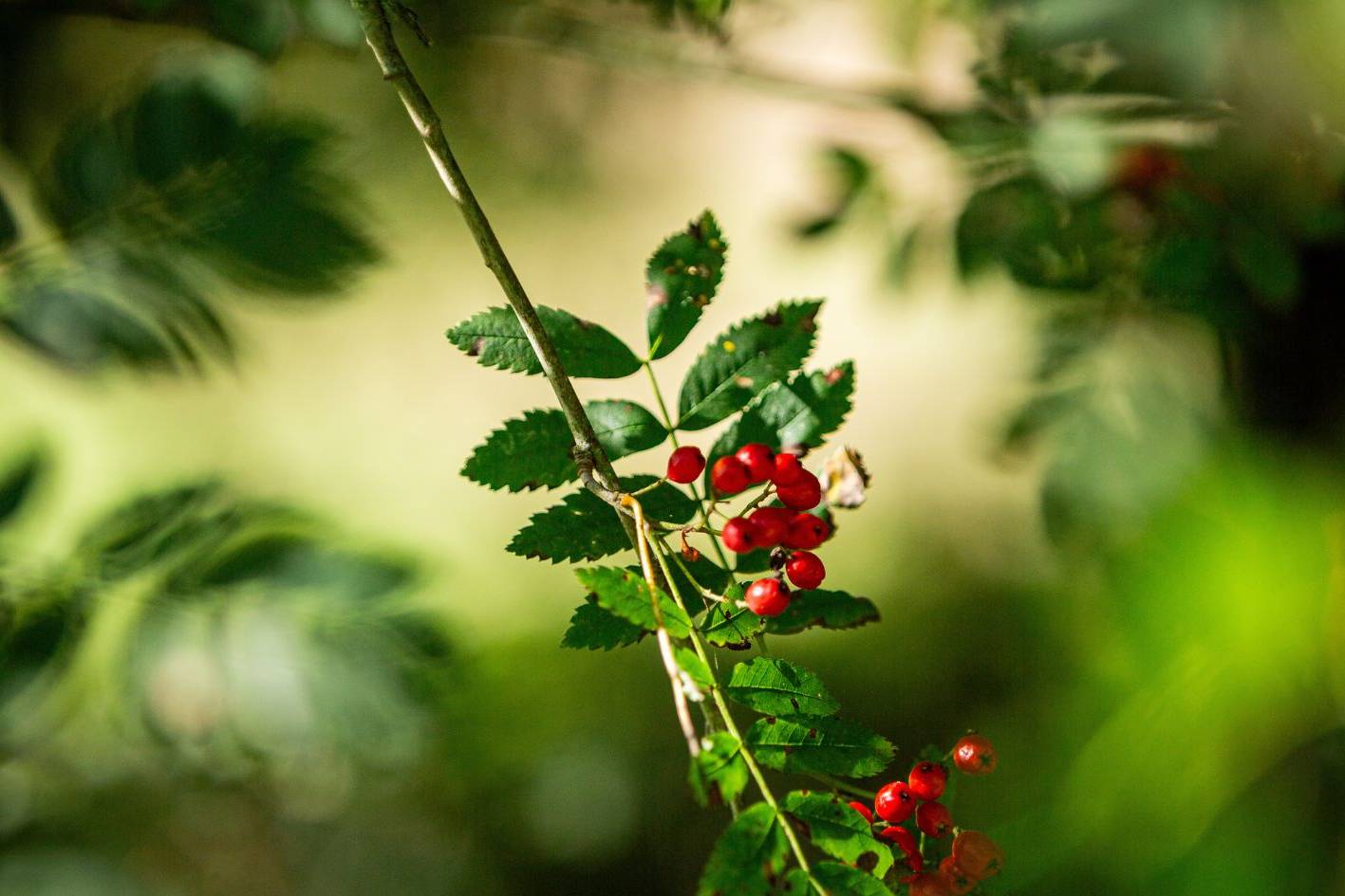 Ebereschenhain im Ruhewald Bossee – persönliche Baumgrabstätte in der Natur, inspiriert von Friedwald und Ruheforst, aber regional geführt.