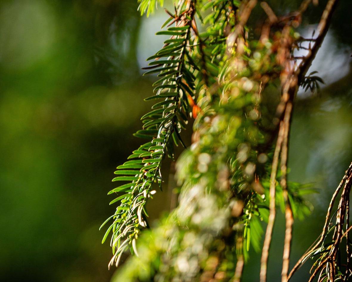 Eibe mit dunkelgrünen Nadeln im Ruhewald Bossee – Symbolbaum für Erinnerung und Dauer im Waldfriedhof zwischen Kiel und Rendsburg.