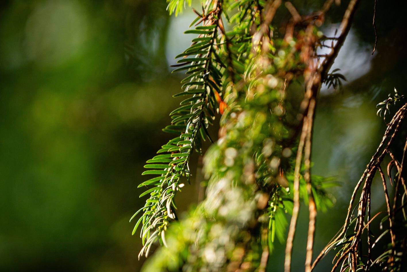 Eibe mit dunkelgrünen Nadeln im Ruhewald Bossee – Symbolbaum für Erinnerung und Dauer im Waldfriedhof zwischen Kiel und Rendsburg.
