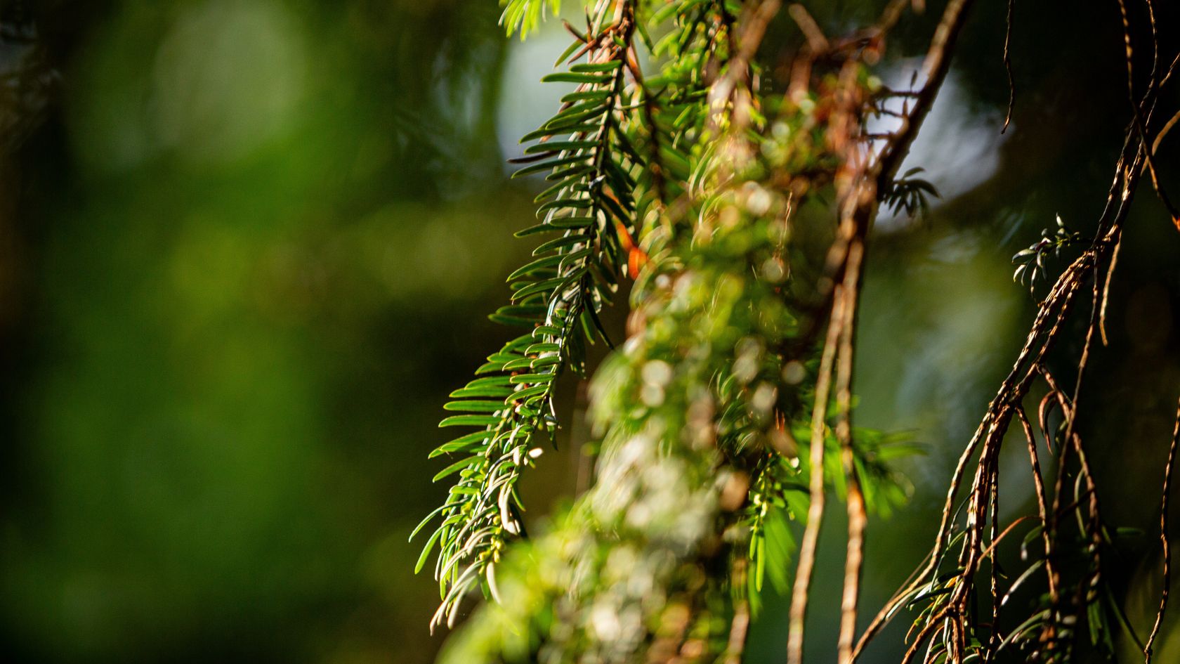 Eibe mit dunkelgrünen Nadeln im Ruhewald Bossee – Symbolbaum für Erinnerung und Dauer im Waldfriedhof zwischen Kiel und Rendsburg.
