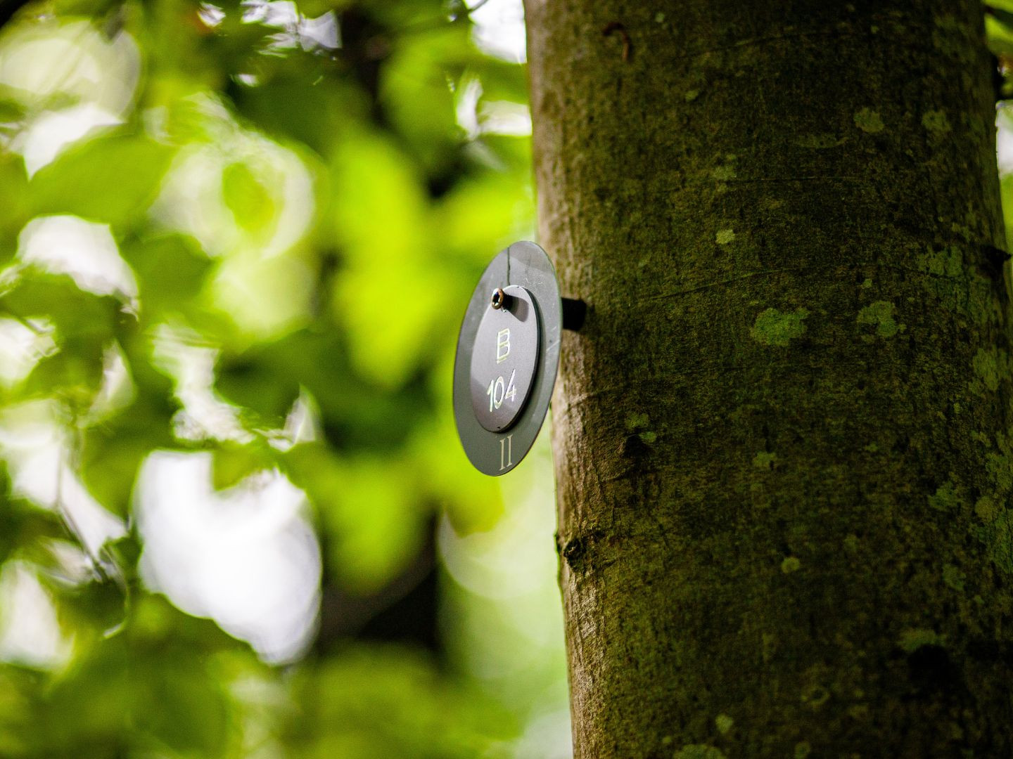 Einzelruhestätte im Ruhewald Bossee - Waldfriedhof zwischen Kiel & Rendsburg