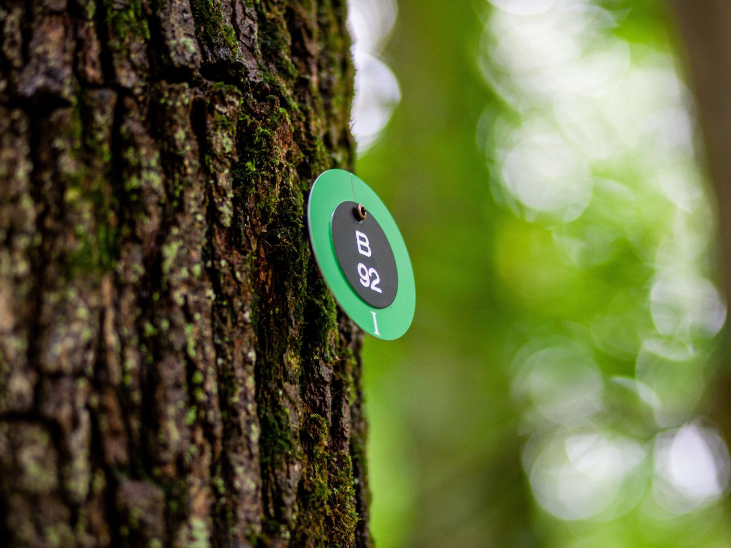 Waldbestattung im Ruhewald Bossee – Ruhestätten als Familienbaum oder Einzelruhestätte.