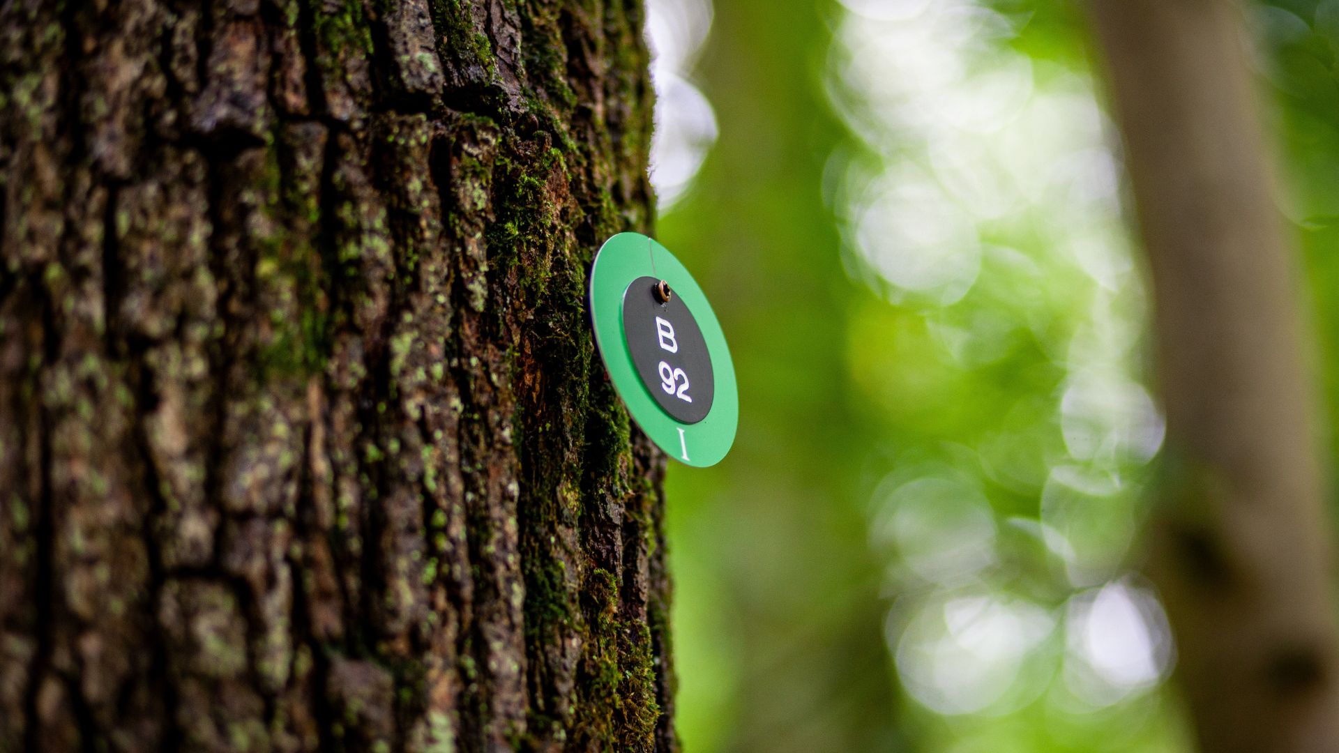 Waldbestattung im Ruhewald Bossee – Ruhestätten als Familienbaum oder Einzelruhestätte.