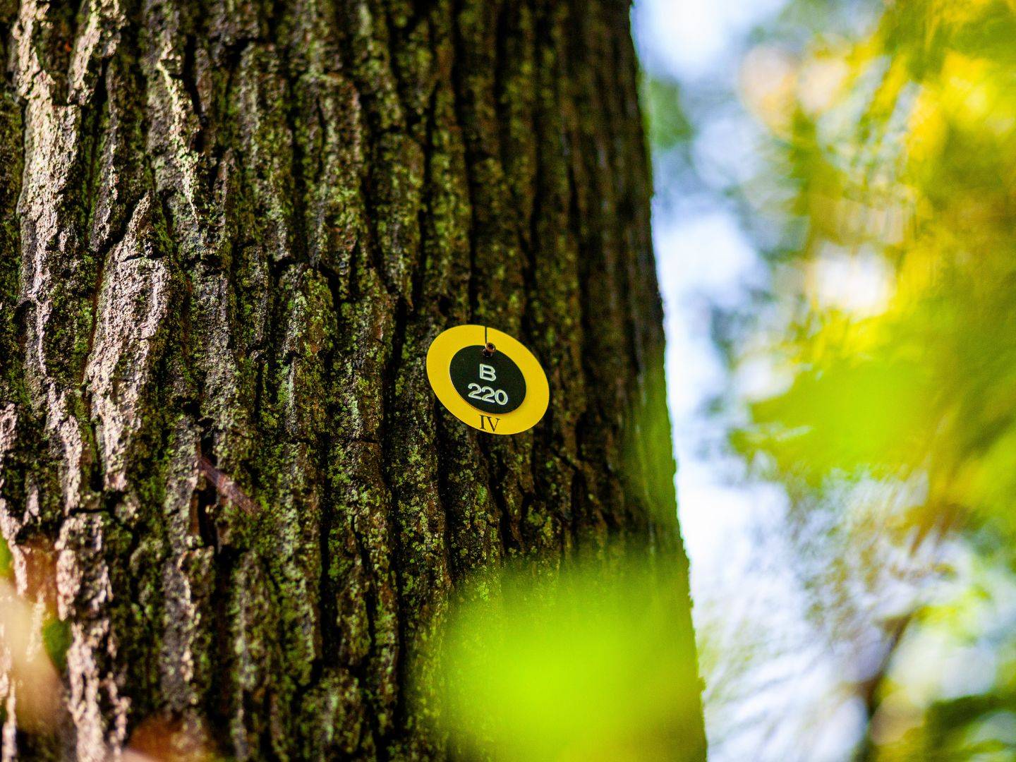 Waldbestattung im Ruhewald Bossee – Ruhestätten als Gemeinschaftsbaum, Familienbaum oder Einzelruhestätte.