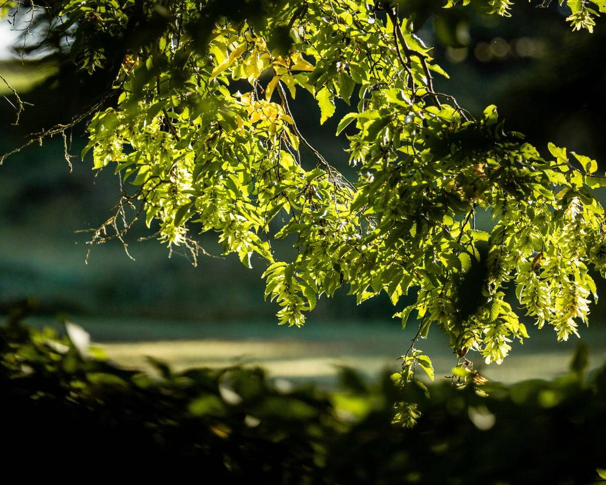 Baumgrab unter einer Buche im Ruhewald Bossee – würdevolle Naturbestattung in Schleswig-Holstein - Alternative Bestattung zwischen Rensburg und Kiel