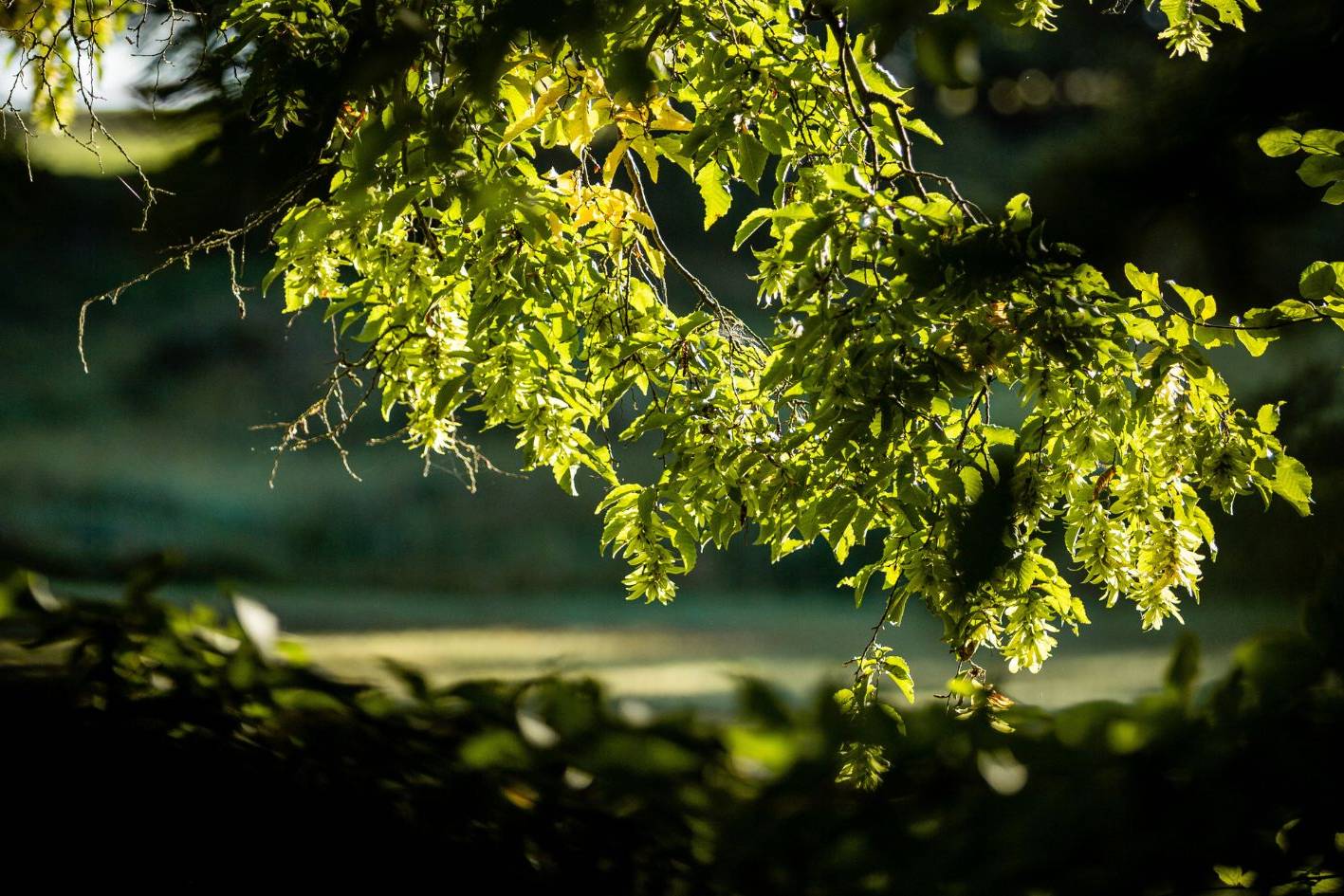 Baumgrab unter einer Buche im Ruhewald Bossee – würdevolle Naturbestattung in Schleswig-Holstein - Alternative Bestattung zwischen Rensburg und Kiel