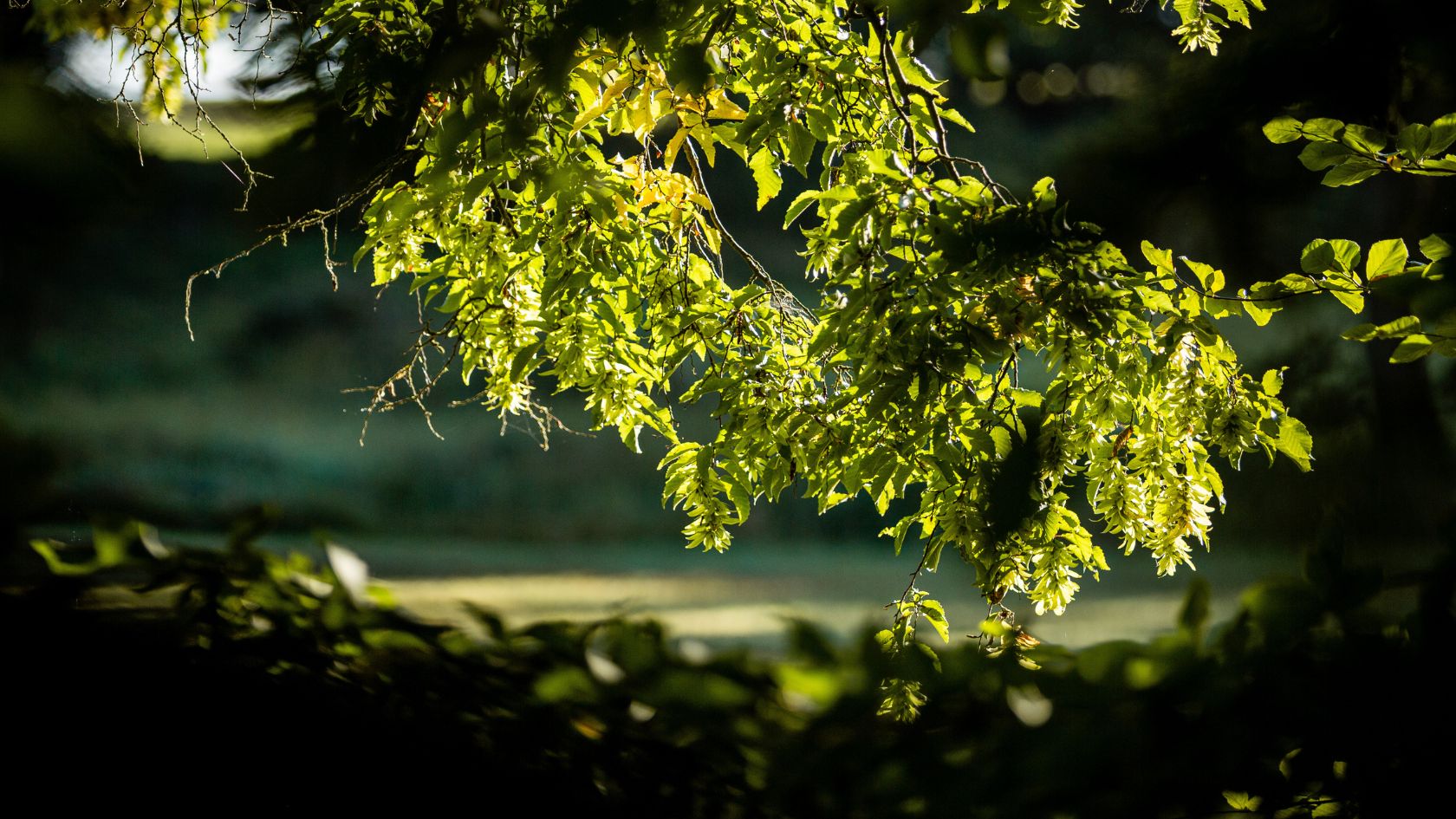 Baumgrab unter einer Buche im Ruhewald Bossee – würdevolle Naturbestattung in Schleswig-Holstein - Alternative Bestattung zwischen Rensburg und Kiel