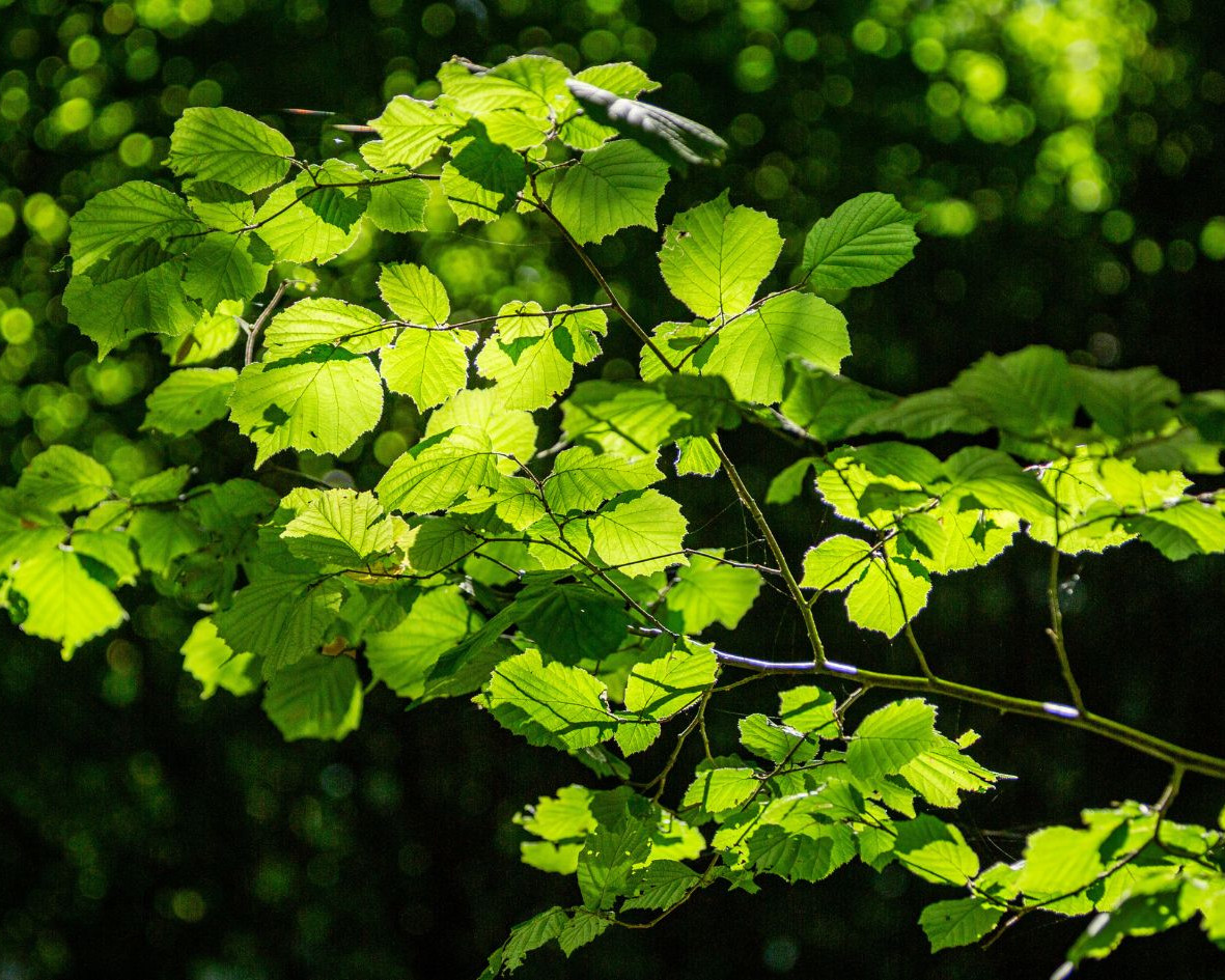 Haselnuss im Ruhewald Bossee – Friedwald-ähnliche Ruhestätte für Menschen, die ihre Bestattung naturverbunden und vorausschauend planen möchten.
