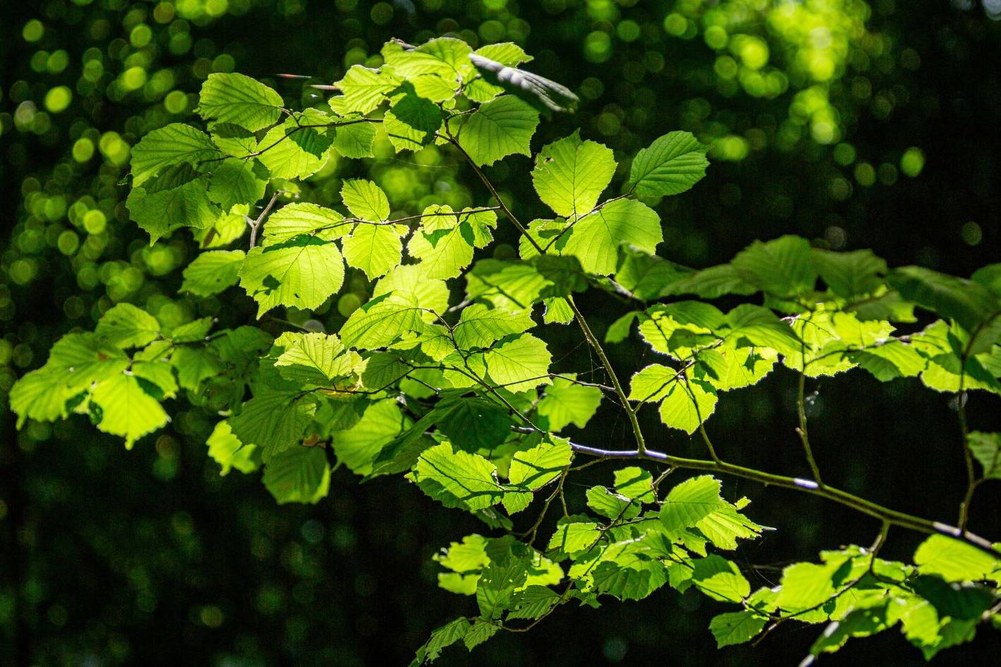 Haselnuss im Ruhewald Bossee – Friedwald-ähnliche Ruhestätte für Menschen, die ihre Bestattung naturverbunden und vorausschauend planen möchten.