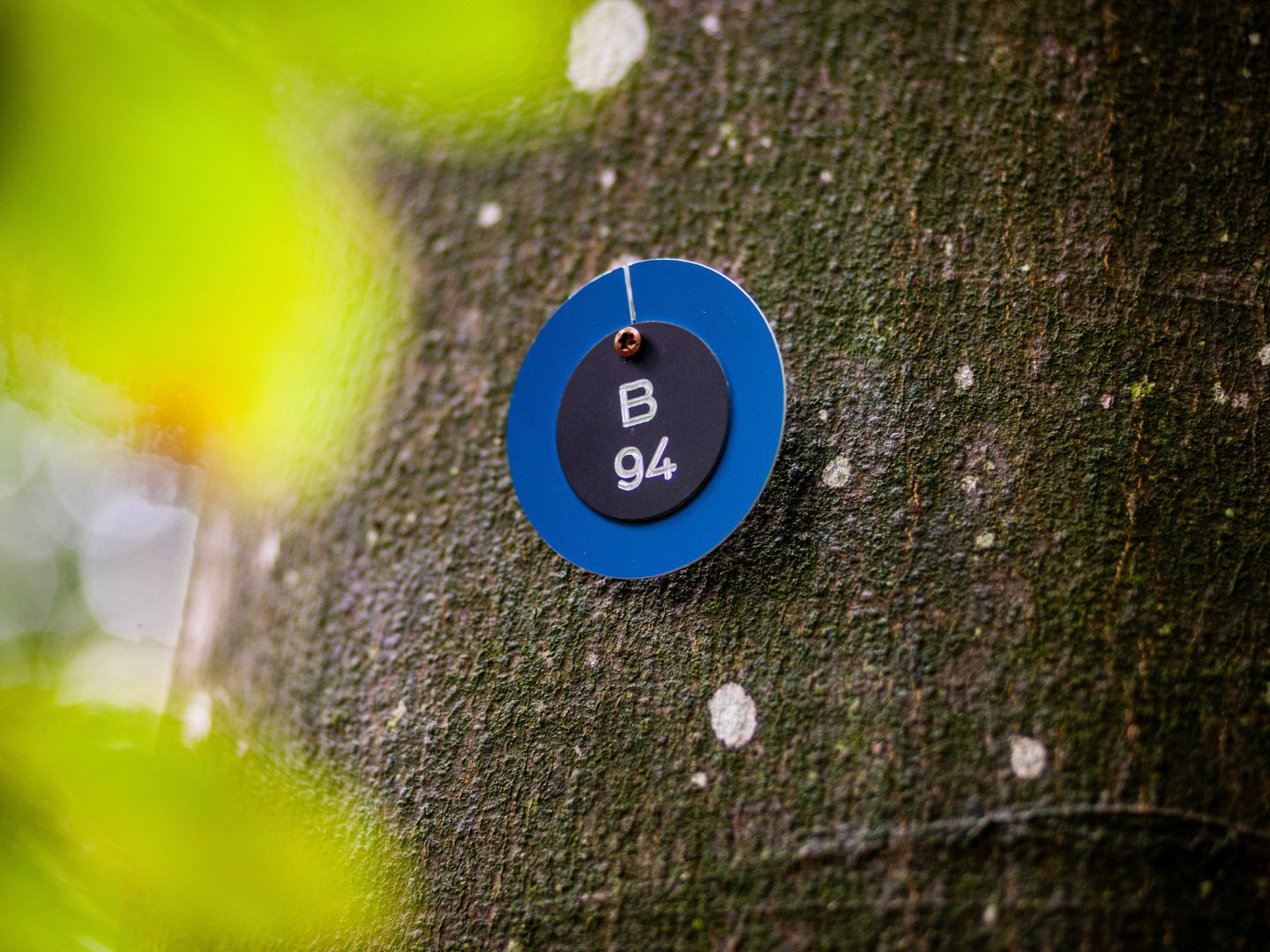 Einzelruhestätte Waldbestattung im Ruhewald Bossee bei Kiel.