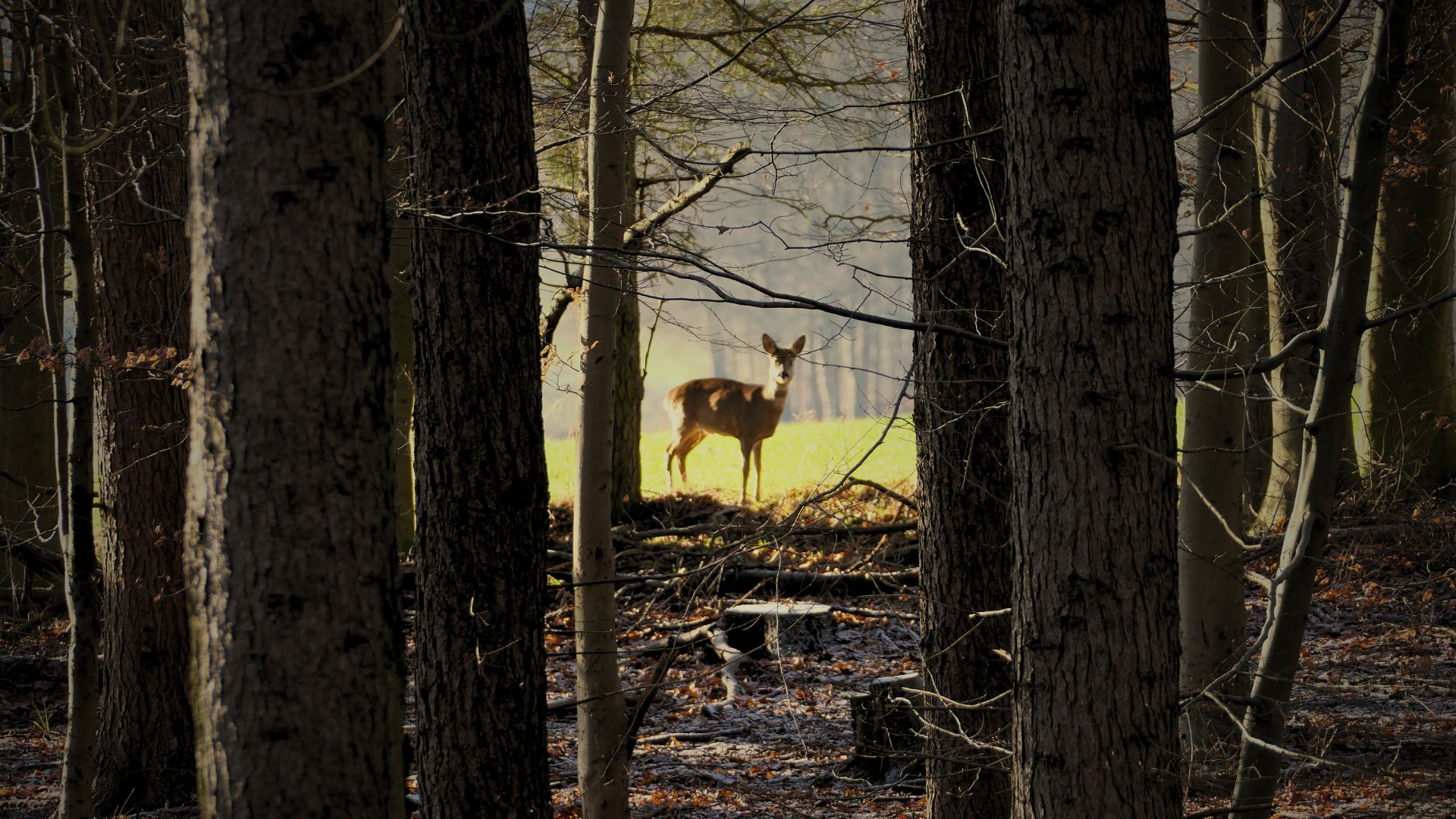Kontakt Ruhewald Bossee – Unterstützung im Trauerfall und der Bestattungsvorsorge bei Waldbestattung im Waldfriedhof / Friedwald Schleswig-Holstein