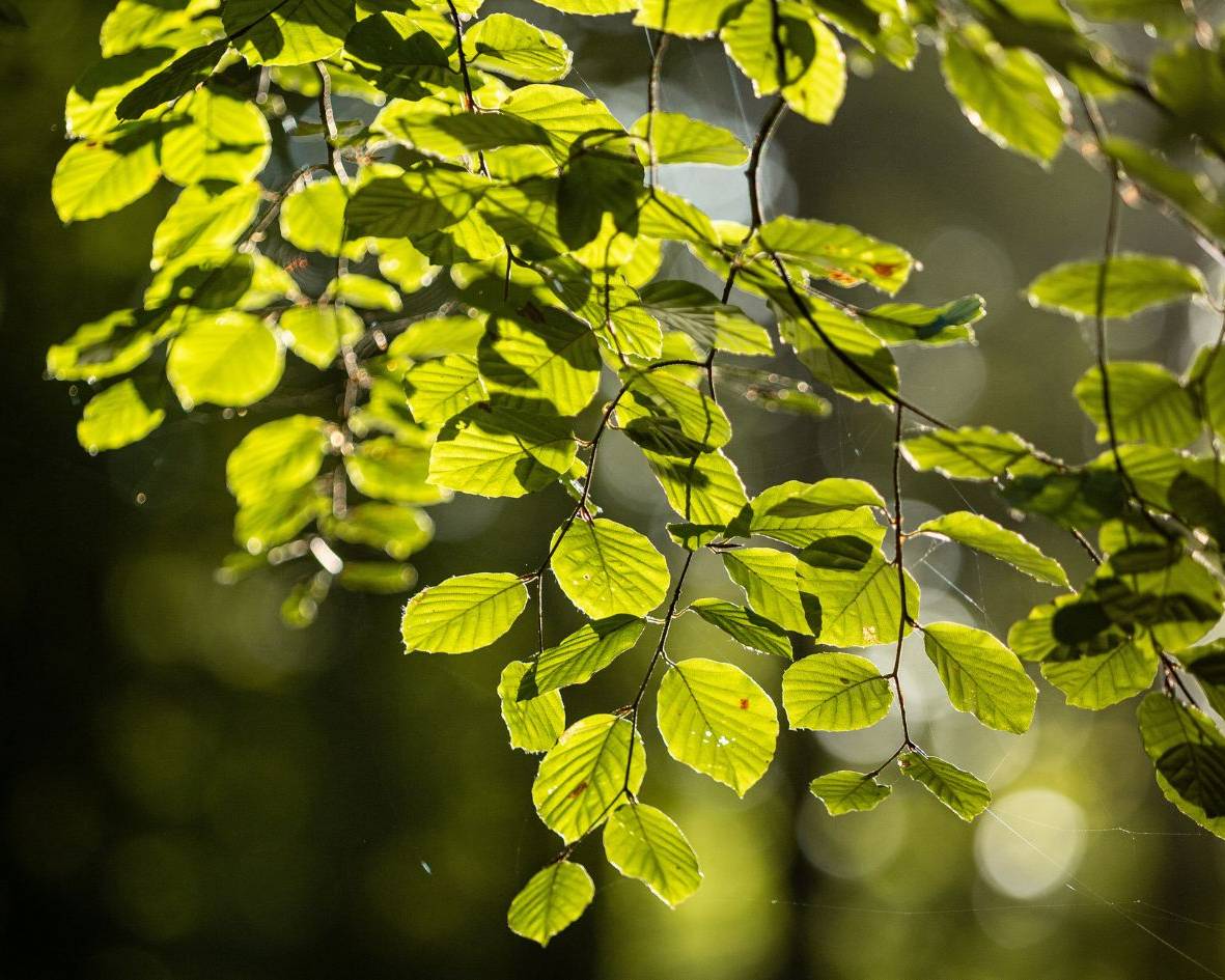 Rotbuche im Ruhewald Bossee – Baumgrab für Menschen, die ihre letzte Ruhe bewusst und nachhaltig im Wald zwischen Kiel und Rendsburg planen möchten.