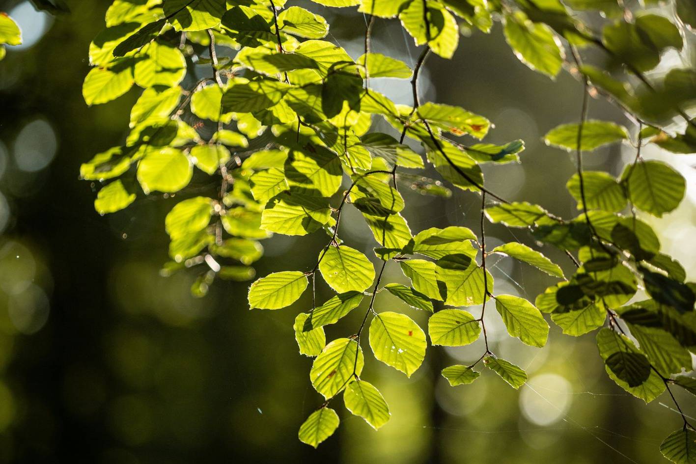 Rotbuche im Ruhewald Bossee – Baumgrab für Menschen, die ihre letzte Ruhe bewusst und nachhaltig im Wald zwischen Kiel und Rendsburg planen möchten.