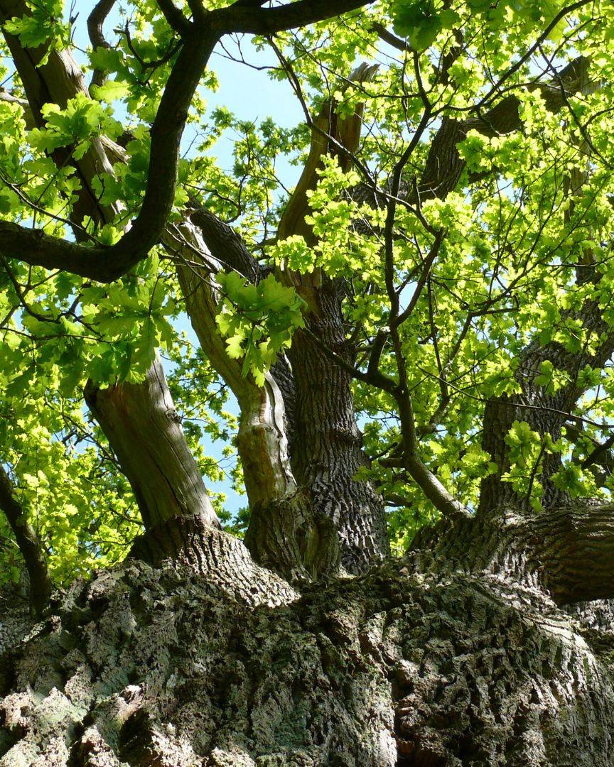 Title Picture Ruhestätte Ruhwald Bossee