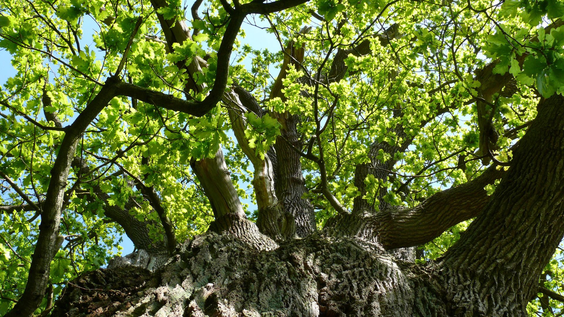 Title Picture Ruhestätte Ruhwald Bossee