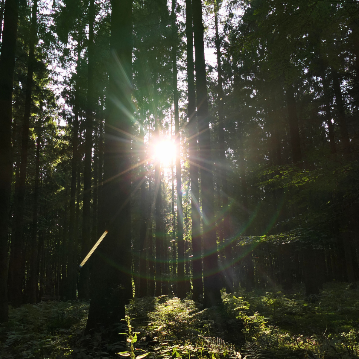 Picture 2 Ruhestätte Ruhwald Bossee