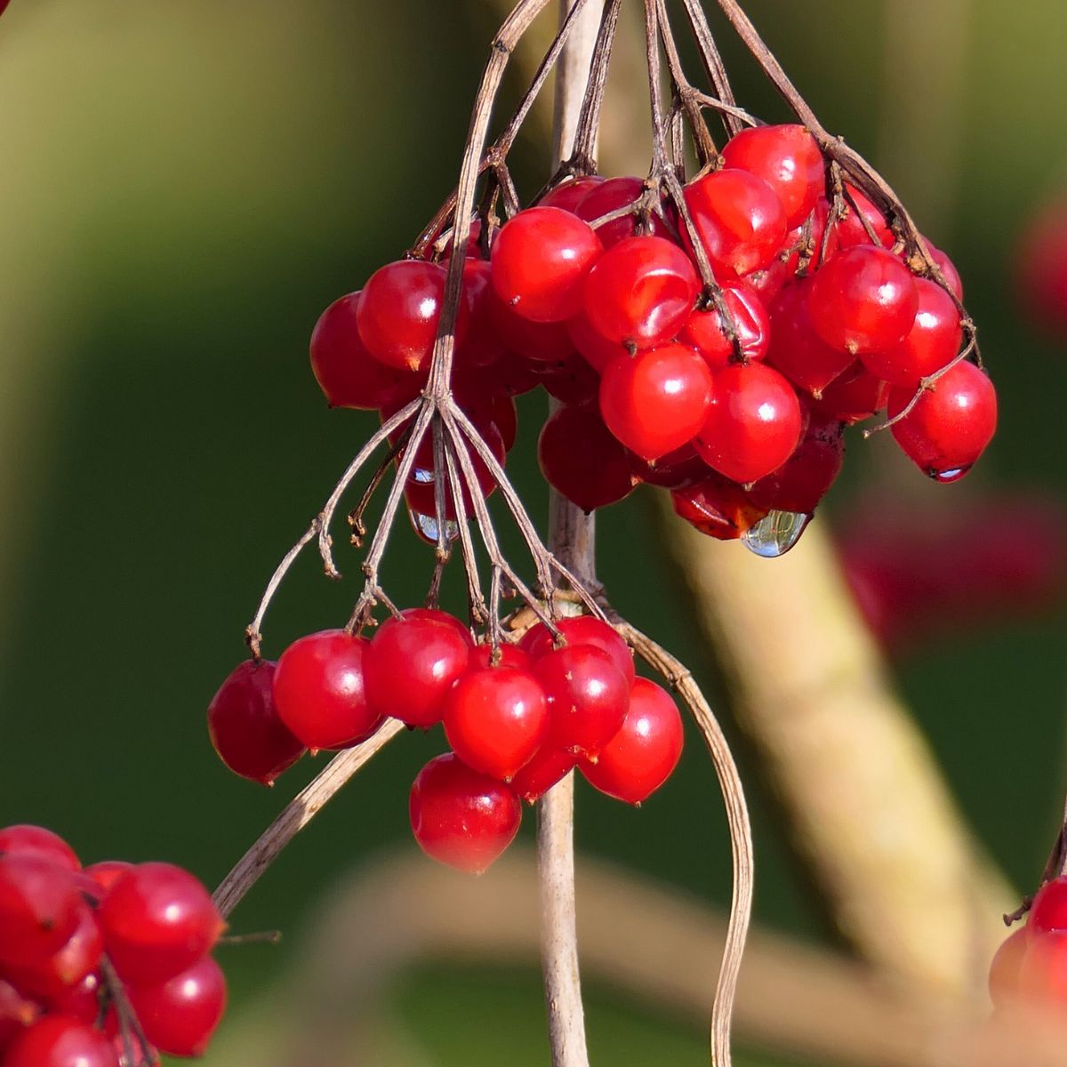 Picture 3 Ruhestätte Ruhwald Bossee