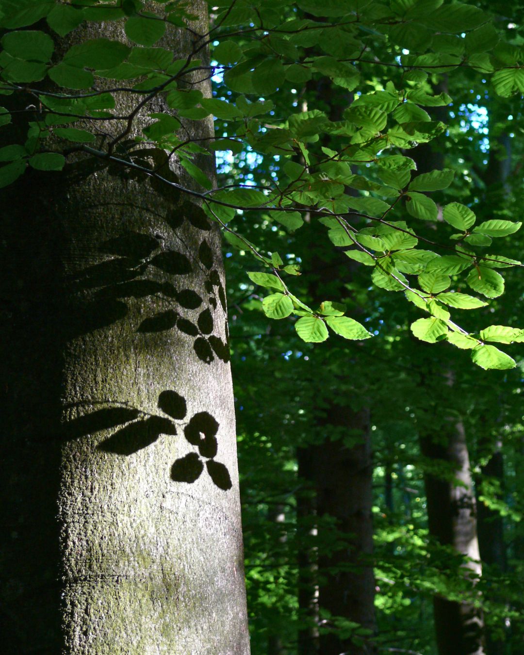 Picture 4 Ruhestätte Ruhwald Bossee 4