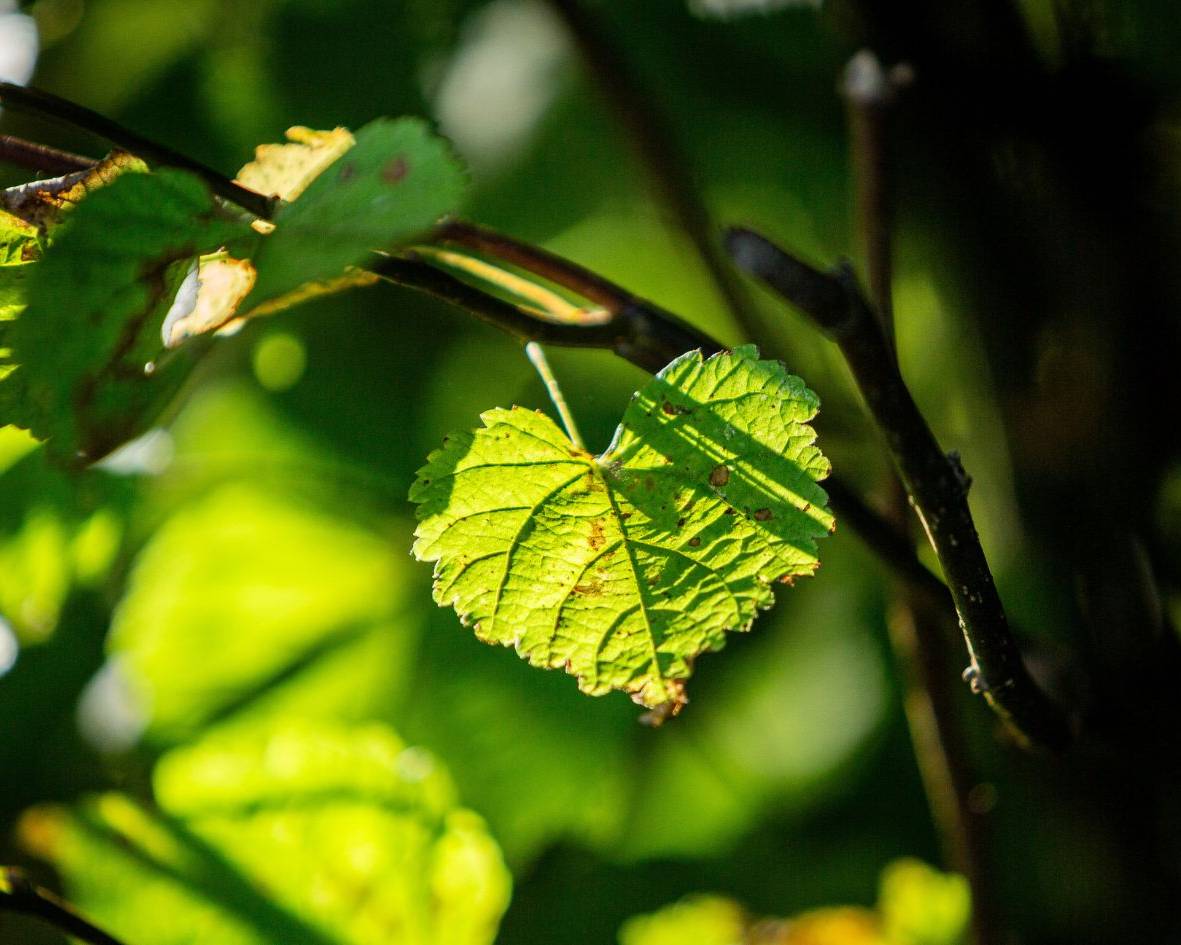 Baumgrab unter einer Schwarzerle im Ruhewald Bossee – stille Ruhestätte inmitten der Natur des Naturpark Westensee.