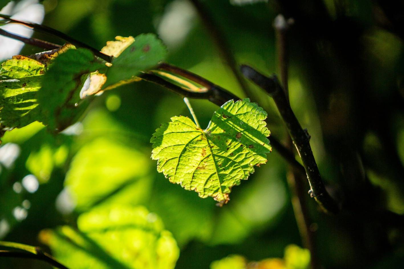 Baumgrab unter einer Schwarzerle im Ruhewald Bossee – stille Ruhestätte inmitten der Natur des Naturpark Westensee.