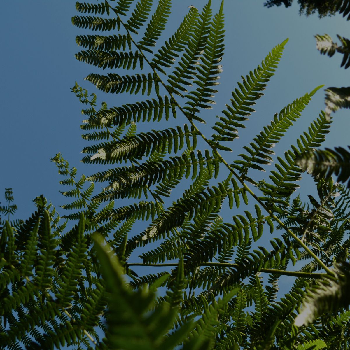 Waldbestattung im Naturpark Westensee – Naturfriedhof Ruhewald Bossee Schleswig-Holstein.