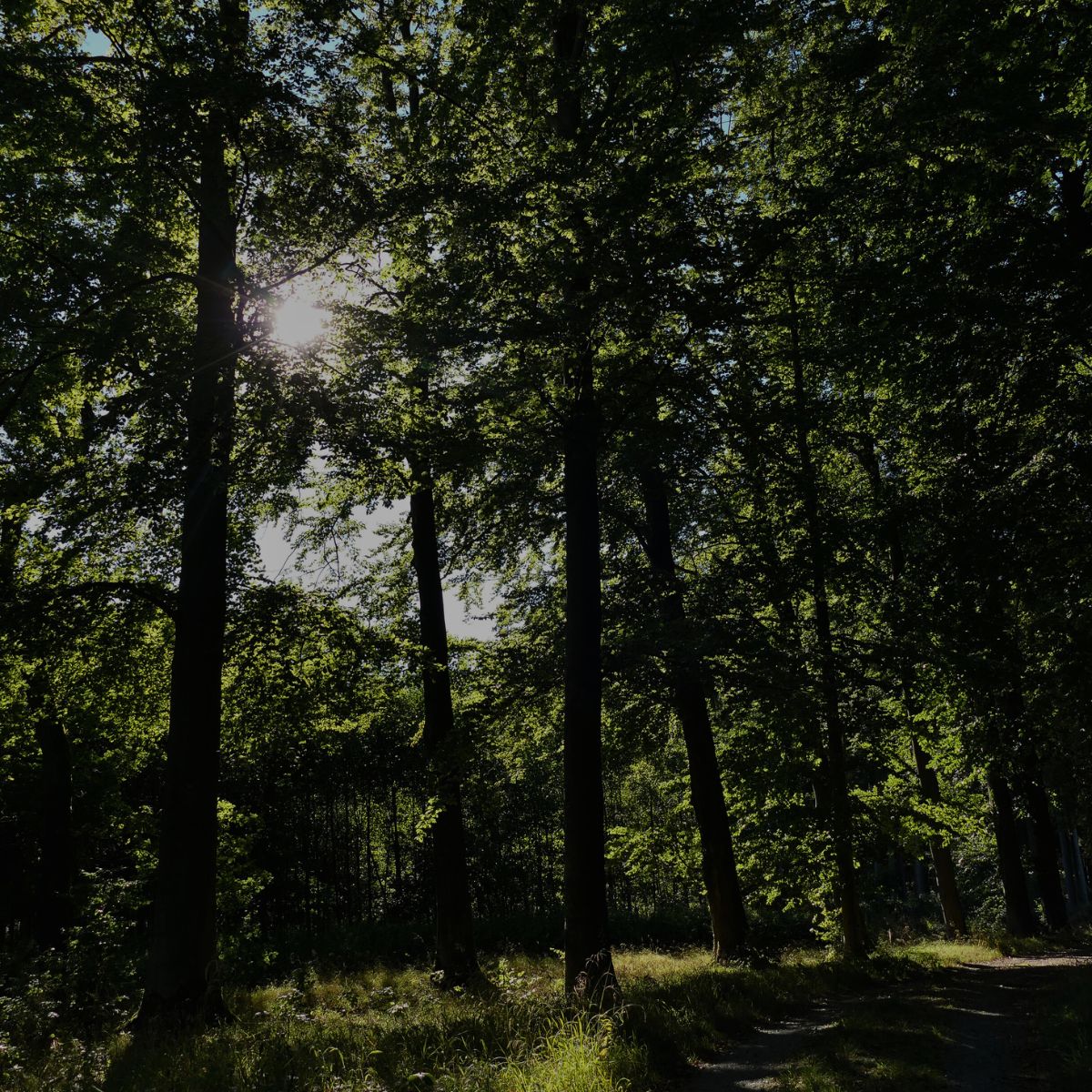 Waldfriedhof Ruhewald Bossee – letzte Ruhestätte im Wald Schleswig-Holstein.