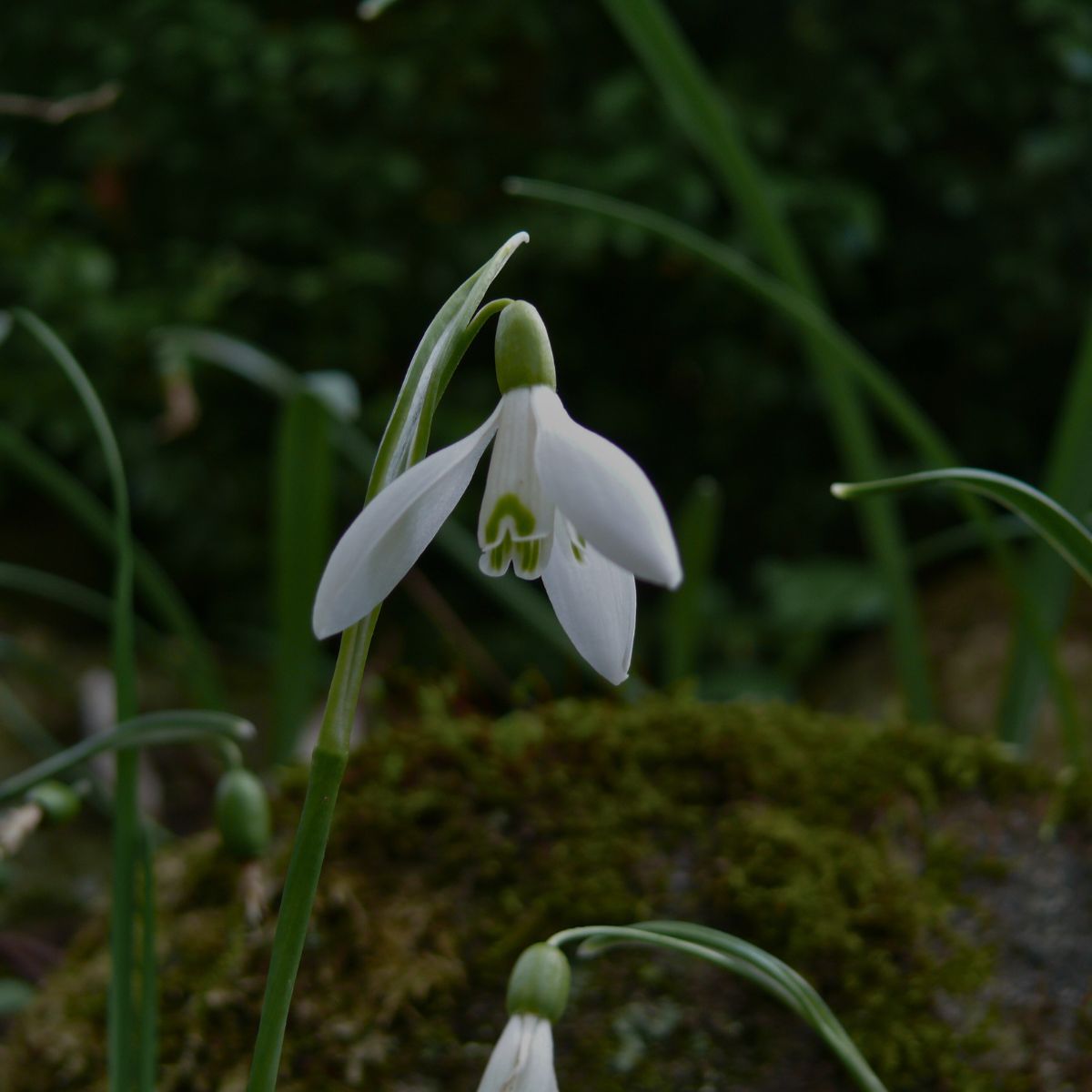 Blühender Waldboden im Waldfriedhof Ruhewald Bossee – Waldbestattung in Schleswig-Holstein als naturverbundene Alternative zur klassischen Friedhofsbestattung.