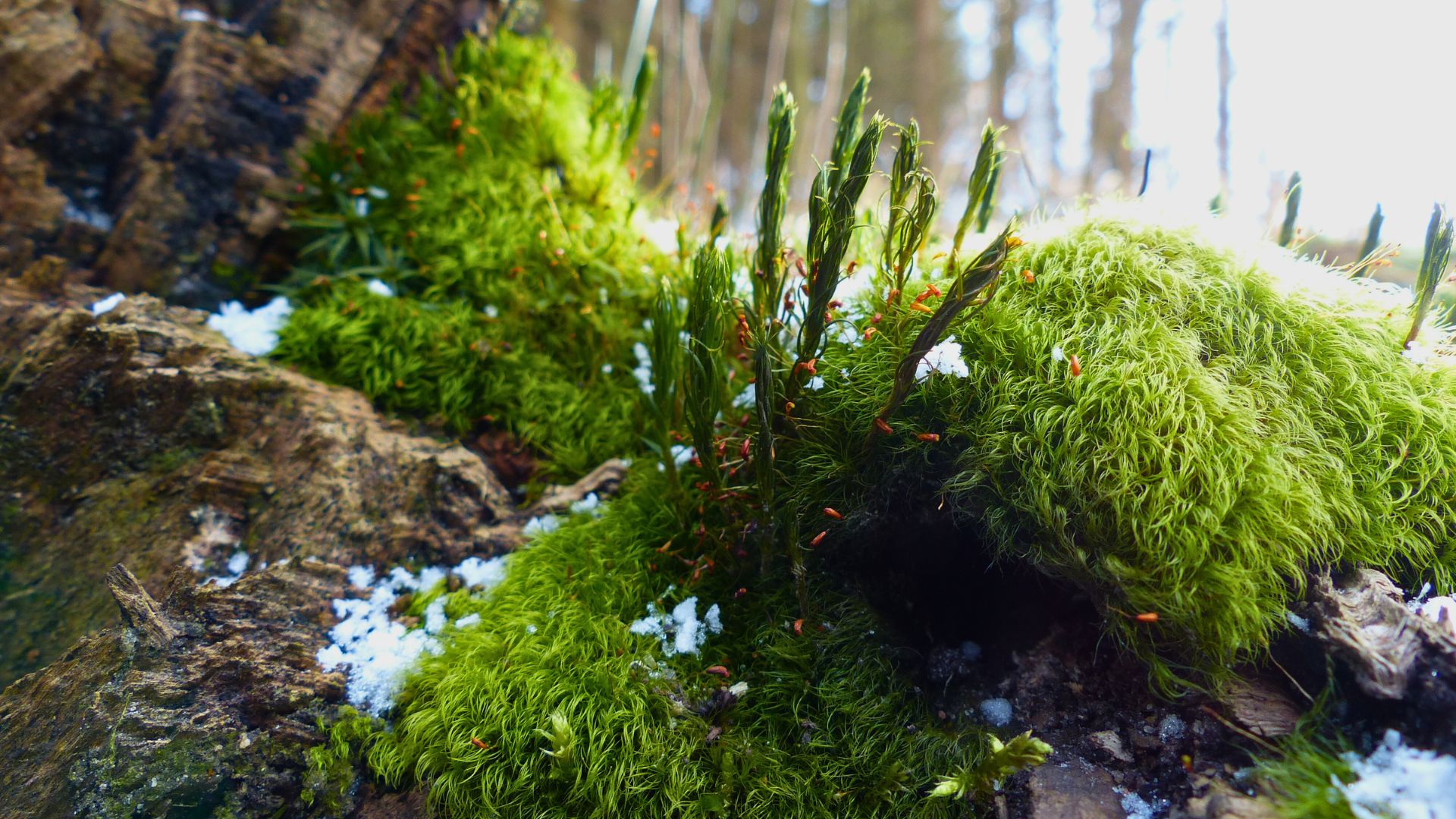 Moosbedeckte Baumwurzel im Ruhewald Bossee – Baumgrab inmitten einer friedvollen Mooslandschaft als naturverbundene Ruhestätte in Schleswig-Holstein.