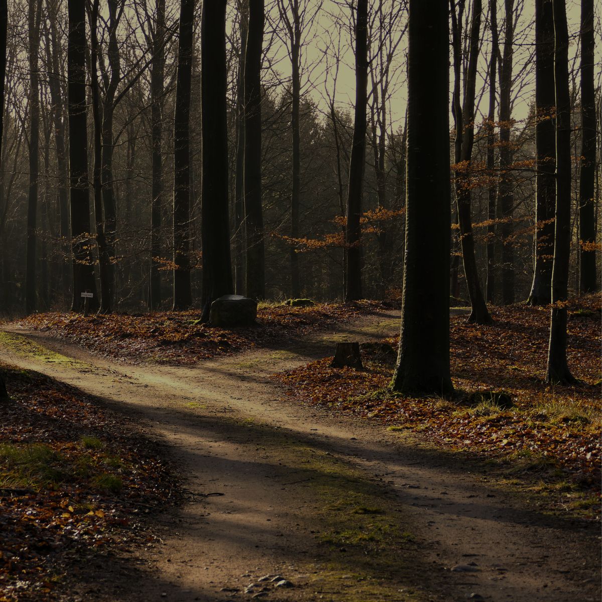 Waldweg - Waldbestattung Schleswig-Holstein im Ruhewald Bossee – Naturverbundene Ruhestätte.