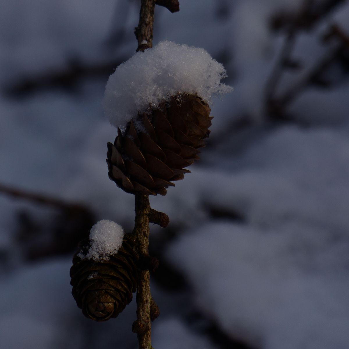Winterlandschaft im Ruhewald Bossee – Waldfriedhof im Naturpark Westensee zwischen Kiel und Rendsburg. Waldbestattung Schleswig-Holstein im Ruhewald Bossee