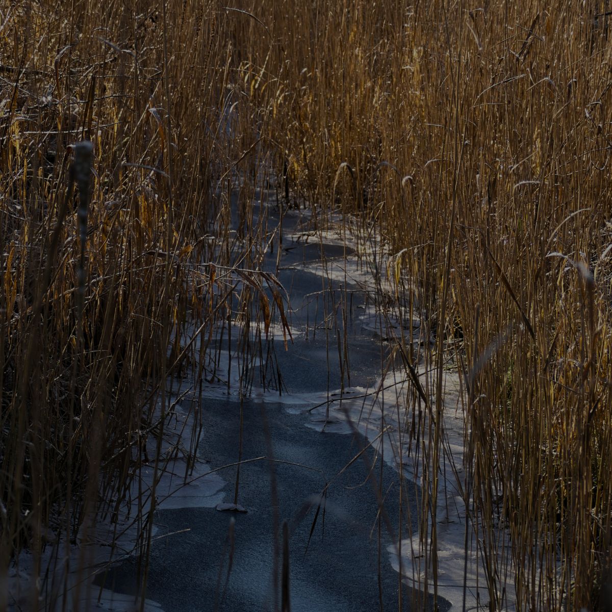 Schilfstreifen am Naturpark Westensee in der Nähe des Ruhewald Bossee – Ort stiller Geborgenheit und natürlicher Ruhe.