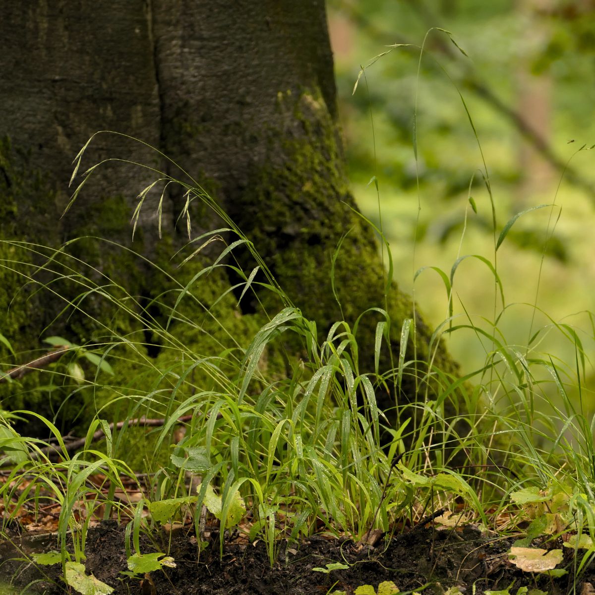 Alternative Bestattung im Wald – Ruhewald Bossee zwischen Kiel und Rendsburg.