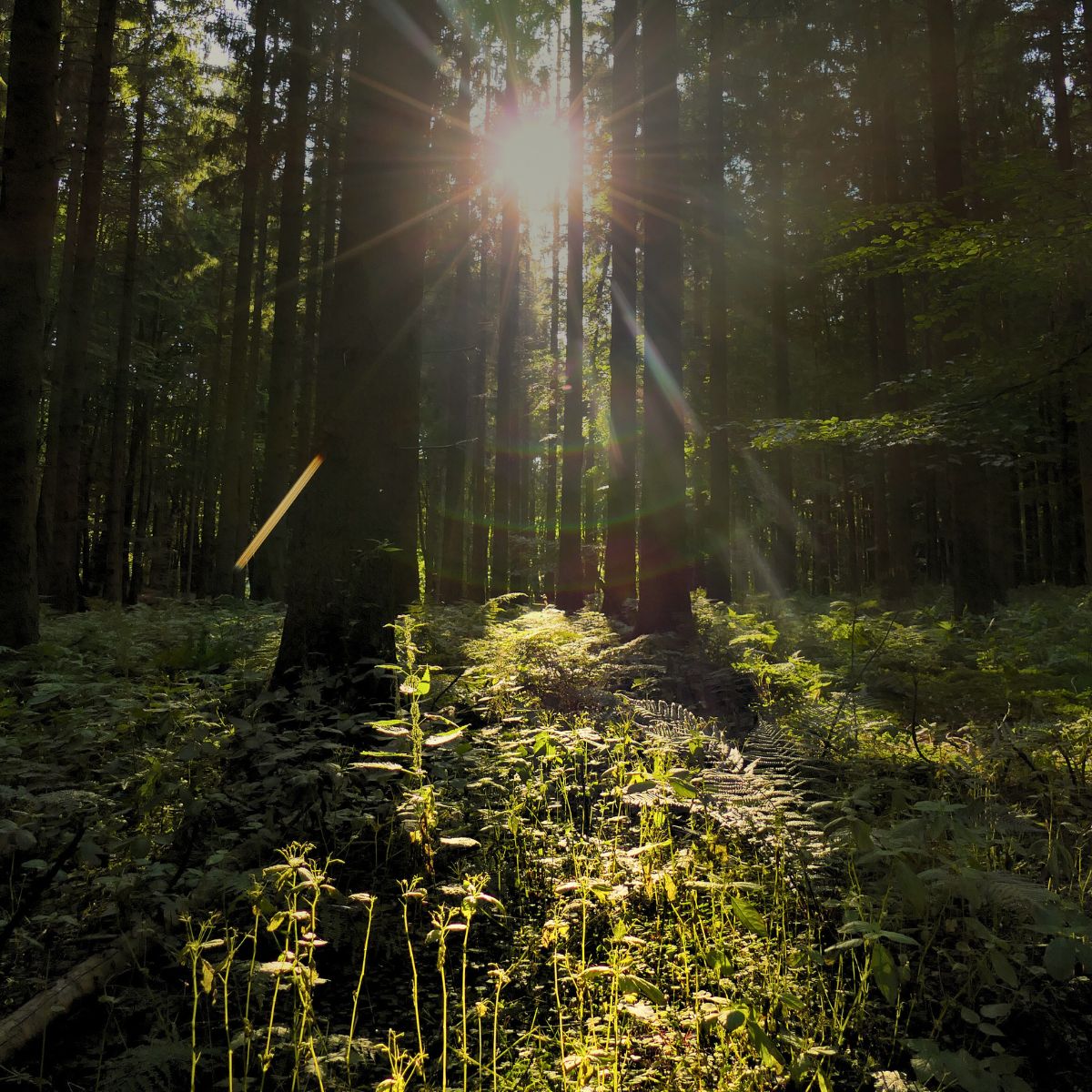 Alternative zur klassischen Bestattung - Waldfriedhof Ruhewald Bossee.