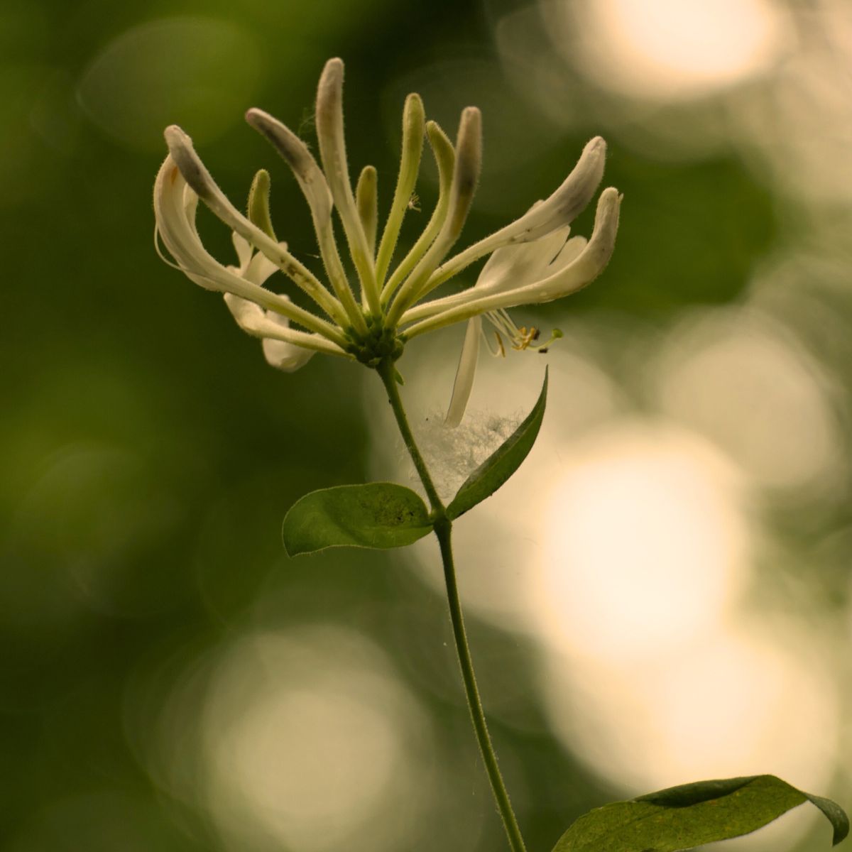 Waldbestattung im Ruhewald Bossee Schleswig-Holstein