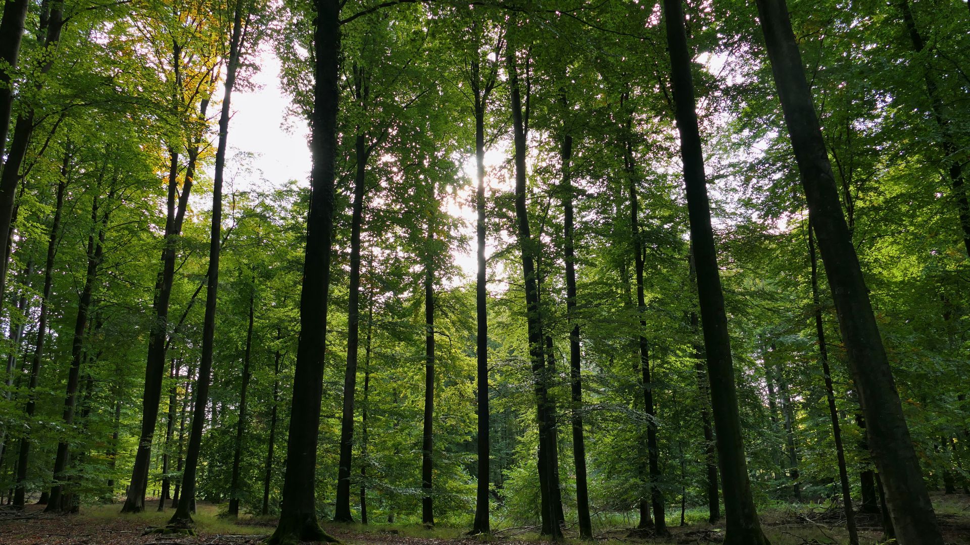 Alternative Bestattung im Wald – Ruhewald Bossee zwischen Kiel und Rendsburg.