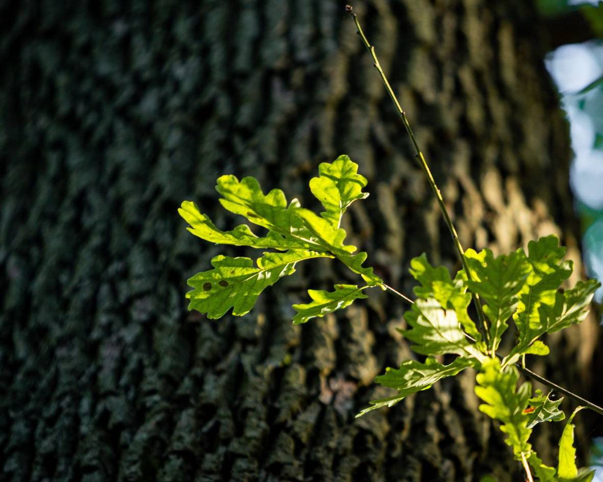 Waldbestattung unter einer alten Eiche im Ruhewald Bossee – naturnahe Alternative zu Friedwald und Ruheforst zwischen Kiel und Rendsburg.