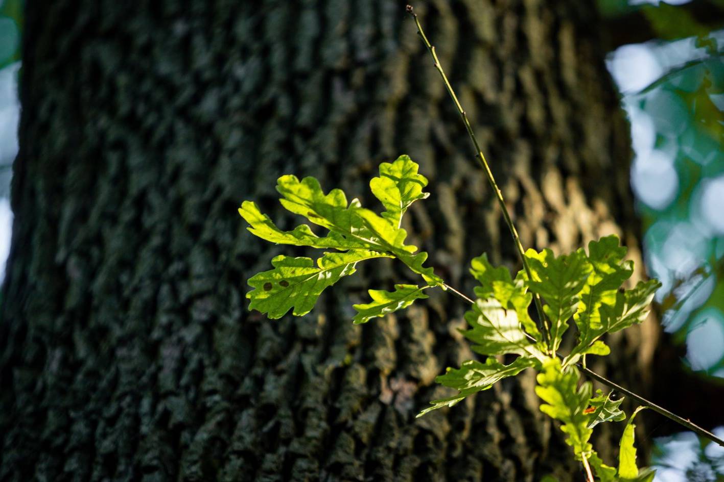 Waldbestattung unter einer alten Eiche im Ruhewald Bossee – naturnahe Alternative zu Friedwald und Ruheforst zwischen Kiel und Rendsburg.