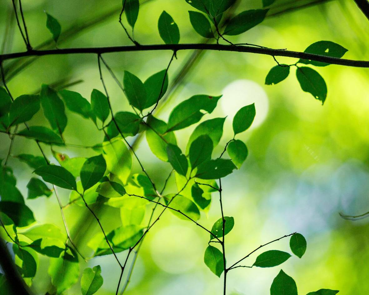 Traubenkirsche im Ruhewald Bossee – blühender Baum im Naturpark Westensee, Ort für naturnahe Bestattungen zwischen Kiel und Rendsburg.